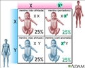 Anomalias genéticas recessivas ligadas ao X