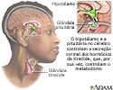Ligação entre o cérebro e a tireoide