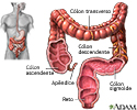 Intestino grosso (cólon)