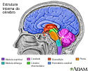 Estruturas cerebrais