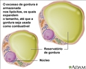 Lipócitos (células de gordura)