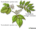 Plantas venenosas