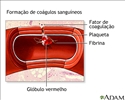 Formação de coágulos sanguíneos[]