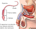 Espermatozoide
