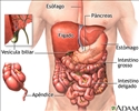 Órgãos abdominais