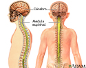 Sistema nervoso central