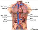 Função renal