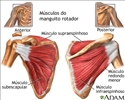 Músculos do manguito rotador