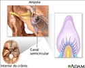Receptores sensoriais