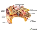 Anatomia da orelha