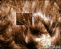Piolhos, cabeça - imagem em close de lêndeas no cabelo