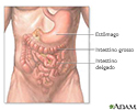 Anatomia abdominal normal