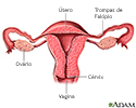 Anatomia de um útero normal (seção de corte)