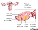 Desenvolvimento folicular