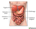 Órgãos do sistema digestivo