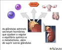 Secreção de hormônio da glândula adrenal