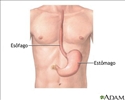 Anatomia do esôfago e estômago