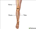 Anatomia do esqueleto da perna