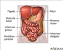 Órgãos abdominais