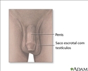 Anatomia testicular