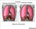 Respiratória