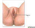 Anatomia perineal feminina
