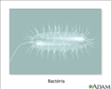 Bactérias