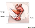 Anatomia reprodutiva feminina (sagital mediana)