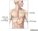 Sistema gastrointestinal superior