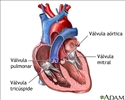 Válvulas cardíacas