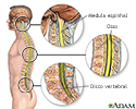 Anatomia da espinha