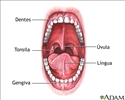 Anatomia oral