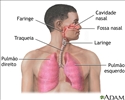 Visão geral do sistema respiratório