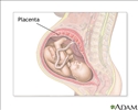Placenta