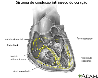 Portuguese HIE Multimedia - Sistema De Condução Do Coração