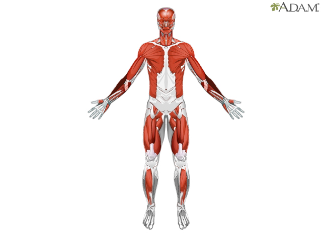 Muscle types