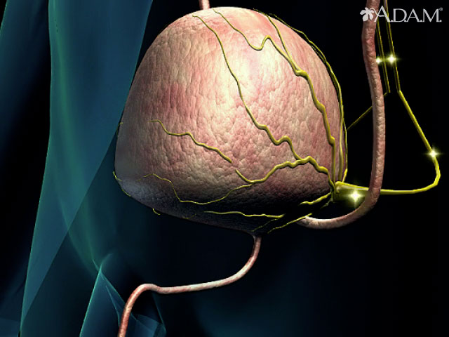 Bladder function - neurological control