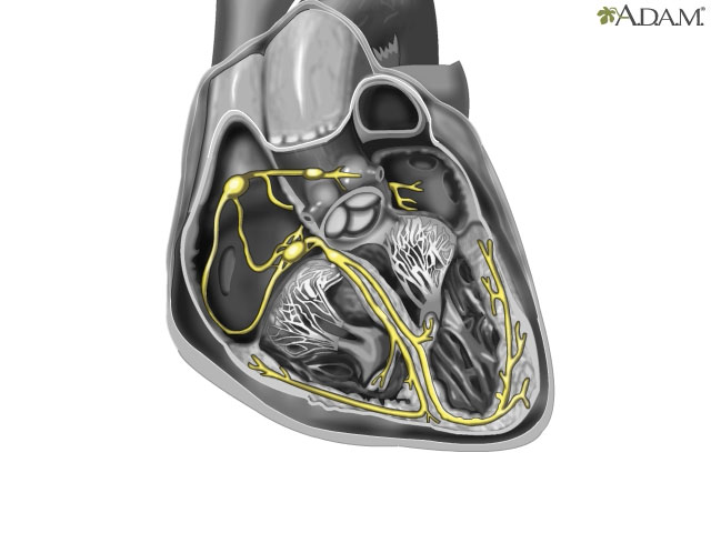 Cardiac conduction system