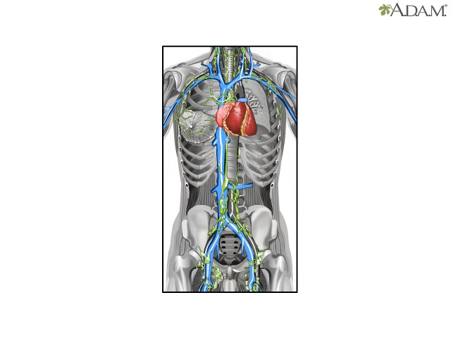 Lymphatics and the breast