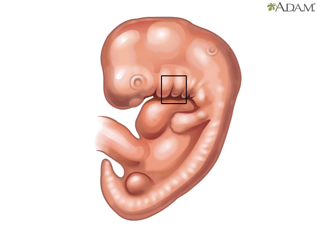 Fetal ear development