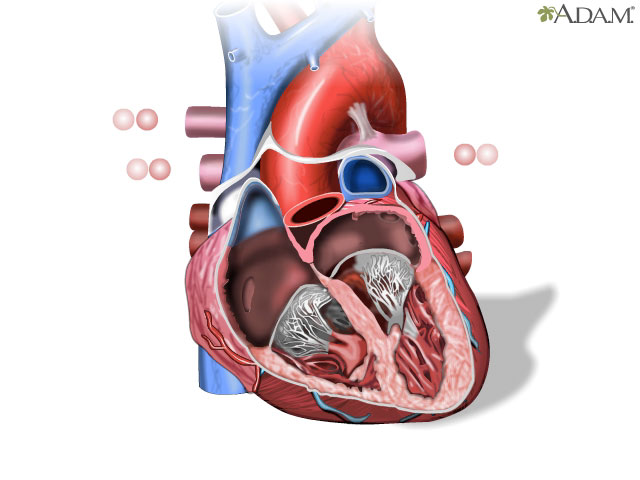 Heart formation