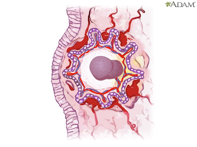 Placenta formation