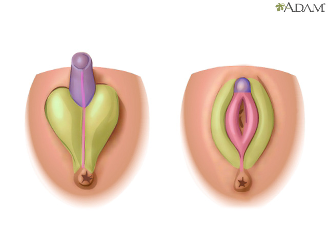 Sexual differentiation