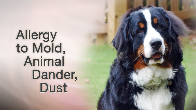 Allergy to mold - animal dander - dust