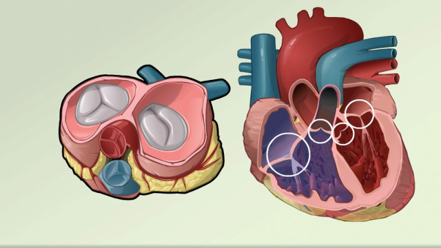 pulmonary valve