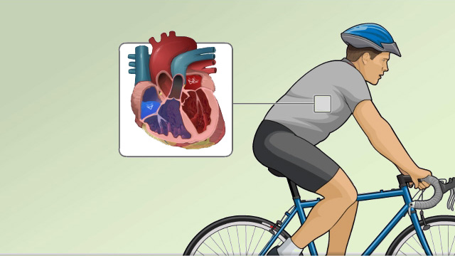 Echocardiography (ECG) - exercise stress test overview