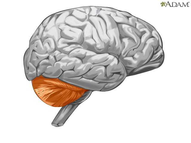 Componentes del cerebro