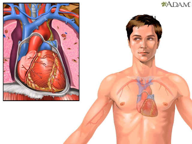 Sistema cardiovascular