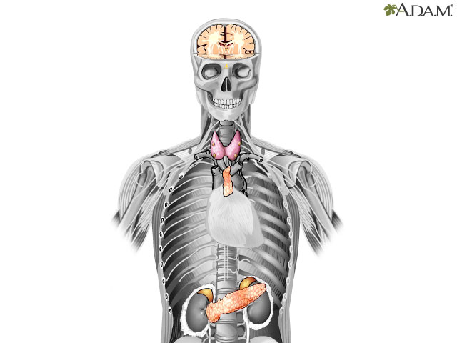 Sistema endocrino