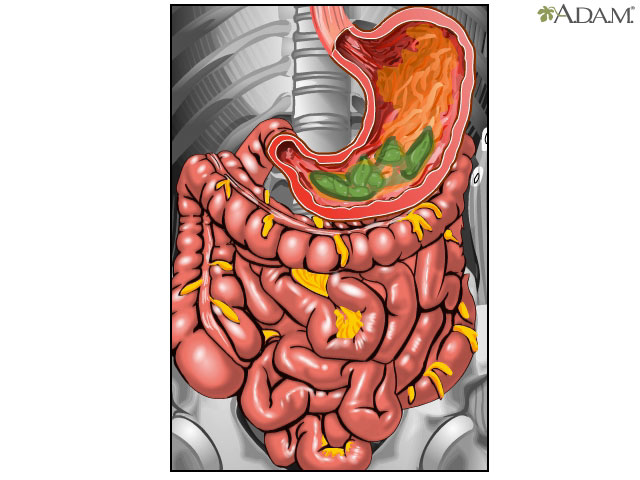 Digestión